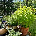 Wolf Retreat Im Lechtal Davor Appartementhaus Michaela アパート *