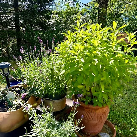 Appartementhaus Michaela Appartement *